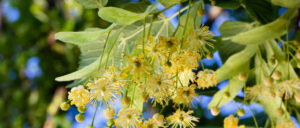 flamoyria