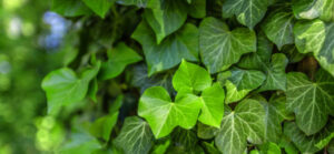 Background with green ivy