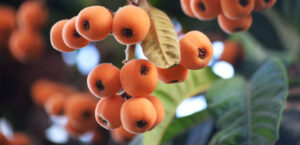 Loquat Fruit