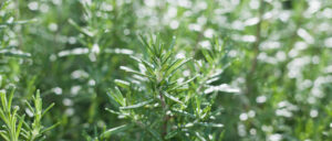 istockphoto 1069807006 612x612